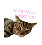 うめこ＆まめこのつぶやき（個別スタンプ：15）