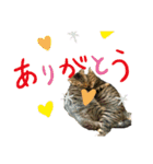 うめこ＆まめこのつぶやき（個別スタンプ：16）