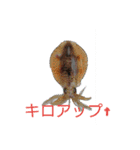 やったぞおい！！パート1.1（個別スタンプ：11）
