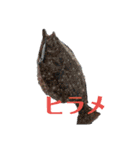 やったぞおい！！パート1.1（個別スタンプ：25）