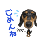 ダックスフントひなちゃんスタンプ2（個別スタンプ：6）