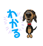 ダックスフントひなちゃんスタンプ2（個別スタンプ：13）