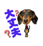 ダックスフントひなちゃんスタンプ2（個別スタンプ：16）