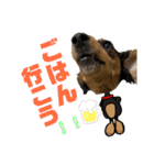ダックスフントひなちゃんスタンプ2（個別スタンプ：20）