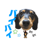 ダックスフントひなちゃんスタンプ2（個別スタンプ：25）
