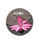 Greetings Set 2（個別スタンプ：6）