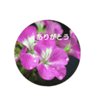 Greetings Set 2（個別スタンプ：10）