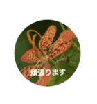 Greetings Set 2（個別スタンプ：12）