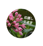 Greetings Set 2（個別スタンプ：14）