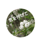 Greetings Set 2（個別スタンプ：24）