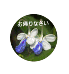Greetings Set 2（個別スタンプ：26）