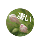 Greetings Set 2（個別スタンプ：34）