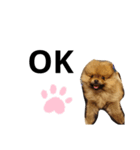 ポメラニアンのおこげ（個別スタンプ：1）
