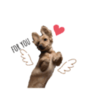 ダックス’s❤︎（個別スタンプ：18）