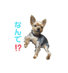 ヨークシャーテリアのシュートですⅡ（個別スタンプ：23）