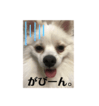 白ポメラニアンのりりーちゃま。（個別スタンプ：3）