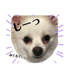 白ポメラニアンのりりーちゃま。（個別スタンプ：5）