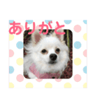 白ポメラニアンのりりーちゃま。（個別スタンプ：6）