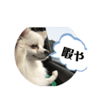 白ポメラニアンのりりーちゃま。（個別スタンプ：9）