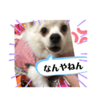 白ポメラニアンのりりーちゃま。（個別スタンプ：12）