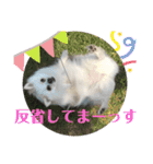 白ポメラニアンのりりーちゃま。（個別スタンプ：14）