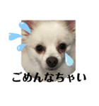 白ポメラニアンのりりーちゃま。（個別スタンプ：16）