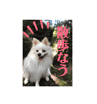 白ポメラニアンのりりーちゃま。（個別スタンプ：17）