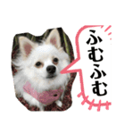 白ポメラニアンのりりーちゃま。（個別スタンプ：20）