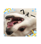 白ポメラニアンのりりーちゃま。（個別スタンプ：21）