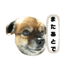 ミックス犬レオくん3（個別スタンプ：8）