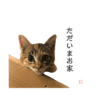 黒田姉妹 ししゃも にぼし（個別スタンプ：1）