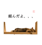 黒田姉妹 ししゃも にぼし（個別スタンプ：2）