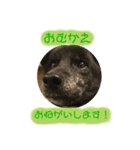 くろまるまるまる（個別スタンプ：5）