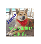 柴犬ジェームス（4）～必須言語だ、ワン！（個別スタンプ：2）