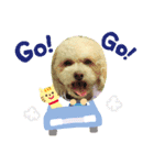 トイプードルのモナちゃんスタンプ3（個別スタンプ：3）
