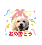 トイプードルのモナちゃんスタンプ3（個別スタンプ：6）
