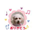 トイプードルのモナちゃんスタンプ3（個別スタンプ：7）