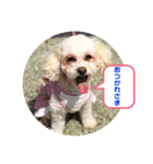トイプードルのモナちゃんスタンプ3（個別スタンプ：11）