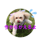 トイプードルのモナちゃんスタンプ3（個別スタンプ：14）