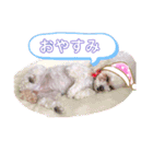 トイプードルのモナちゃんスタンプ3（個別スタンプ：17）