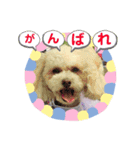 トイプードルのモナちゃんスタンプ3（個別スタンプ：18）