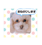 トイプードルのモナちゃんスタンプ3（個別スタンプ：20）
