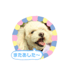 トイプードルのモナちゃんスタンプ3（個別スタンプ：22）