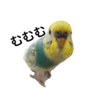 セキセイインコ飛鳥（個別スタンプ：1）