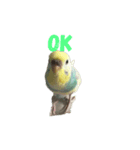セキセイインコ飛鳥（個別スタンプ：2）