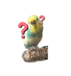 セキセイインコ飛鳥（個別スタンプ：3）