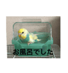 セキセイインコ飛鳥（個別スタンプ：5）