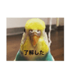 セキセイインコ飛鳥（個別スタンプ：6）