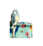 セキセイインコ飛鳥（個別スタンプ：7）