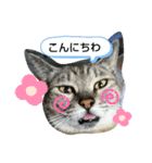 キジトラみぃちゃん（個別スタンプ：1）